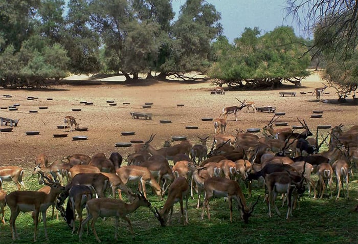 Lal Suhanra National Park in Bahawalpur